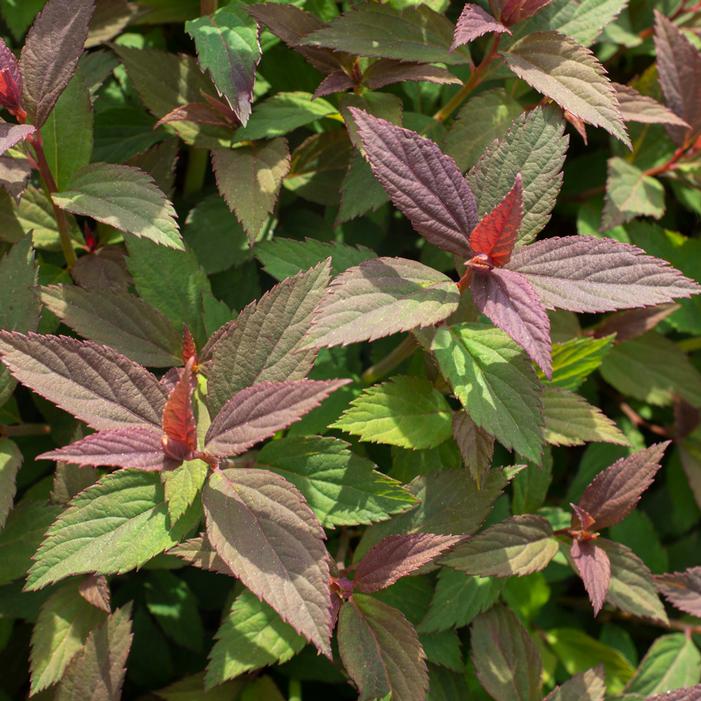 EMPIRE® ICE DRAGON™ SPIRAEA