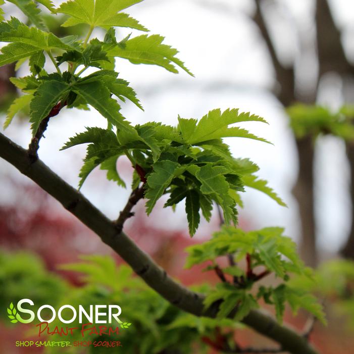 LION'S HEAD UPRIGHT JAPANESE MAPLE