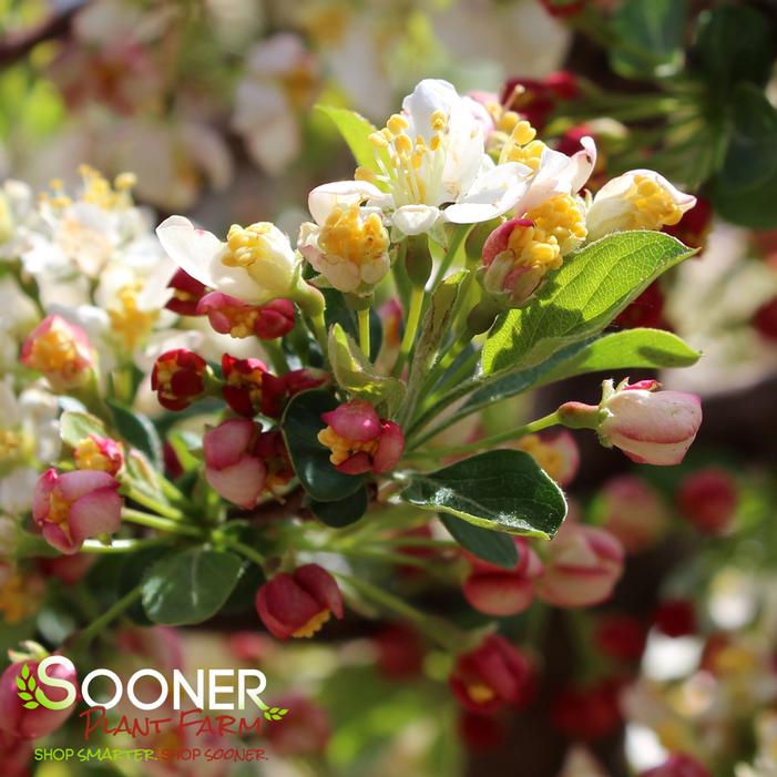 SARGENT TINA CRABAPPLE