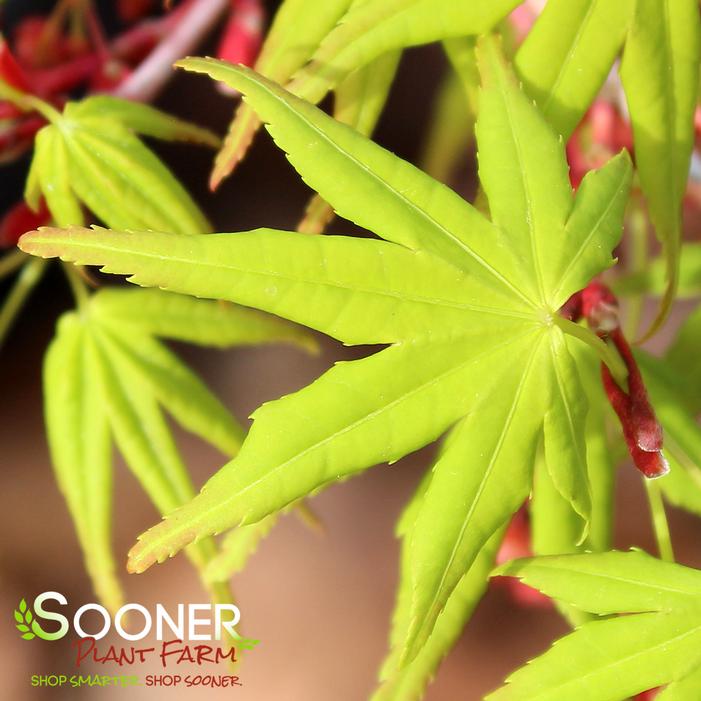 JAPANESE SUNRISE UPRIGHT JAPANESE MAPLE