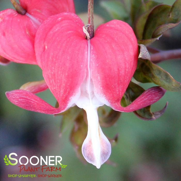 VALENTINE BLEEDING HEART