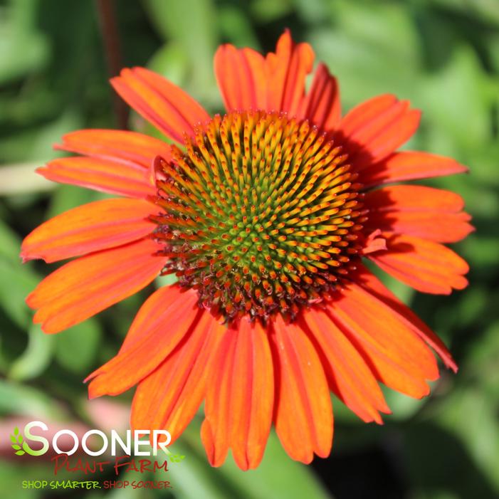 KISMET® INTENSE ORANGE CONEFLOWER