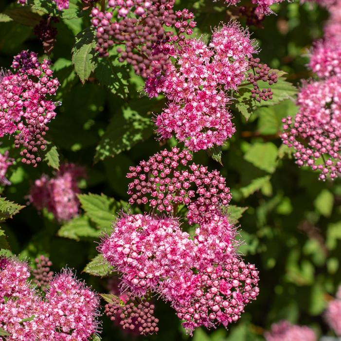 EMPIRE® ICE DRAGON™ SPIRAEA