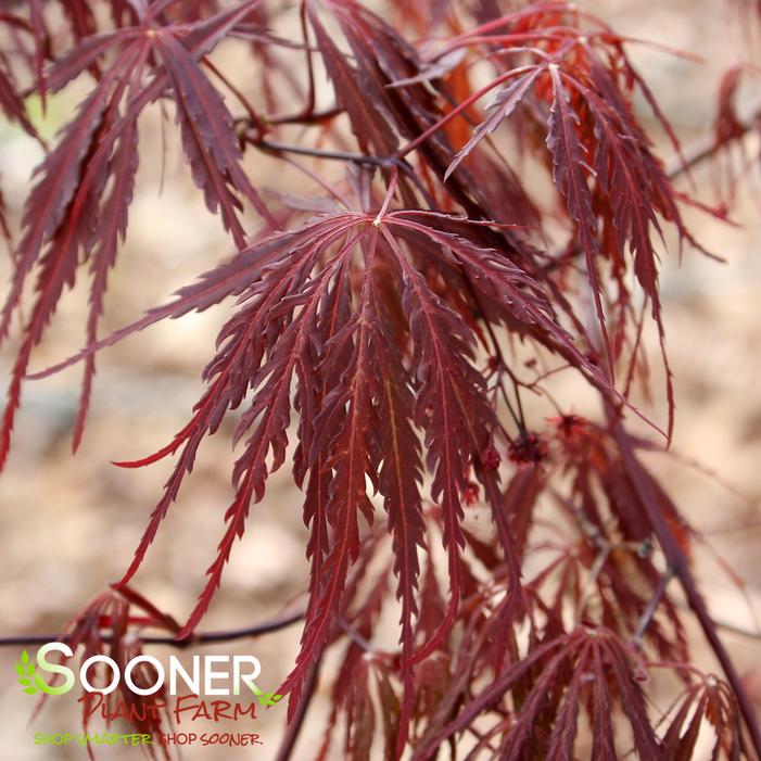 TAMUKEYAMA WEEPING JAPANESE MAPLE
