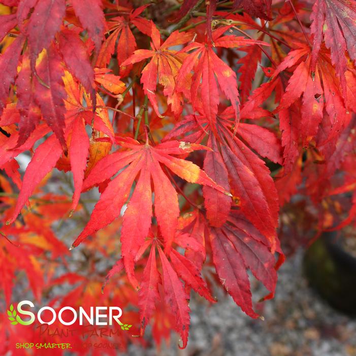 OMURA YAMA UPRIGHT JAPANESE MAPLE