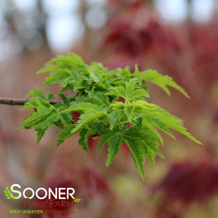 LION'S HEAD UPRIGHT JAPANESE MAPLE