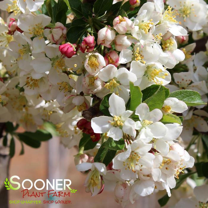 SARGENT TINA CRABAPPLE