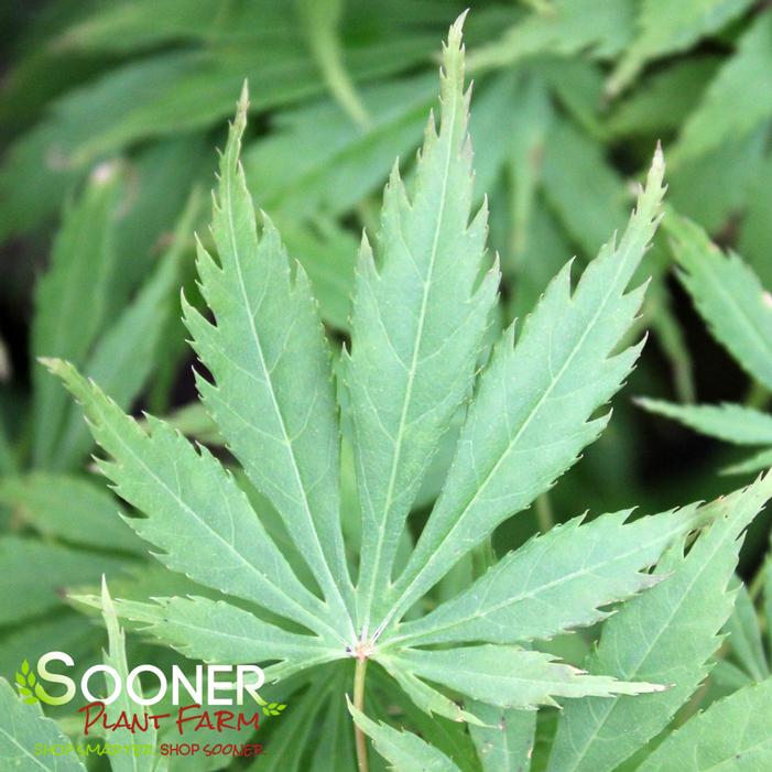 OMURA YAMA UPRIGHT JAPANESE MAPLE