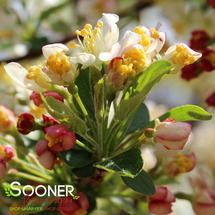 SARGENT TINA CRABAPPLE