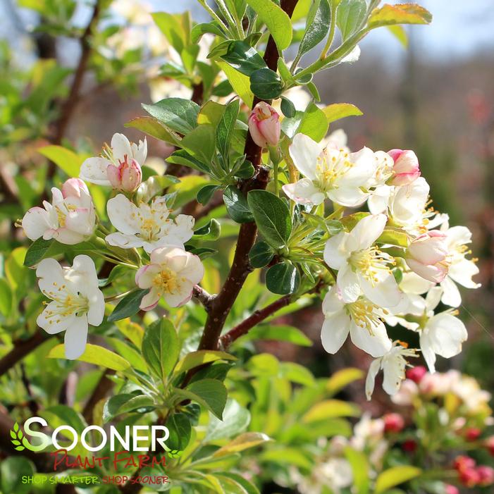 SARGENT TINA CRABAPPLE