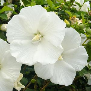 Hibiscus syriacus 'Diana'