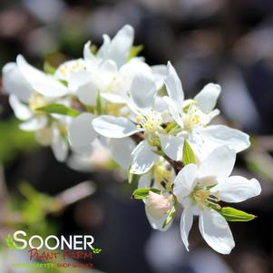 Malus x 'Spring Snow'