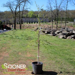 Betula nigra 'Summer Cascade'