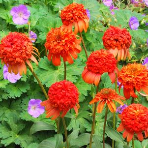 Echinacea x 'Secret Lust'