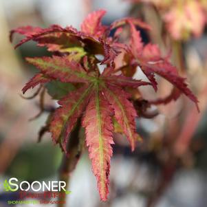 Acer sieboldianum 'Sode no uchi'