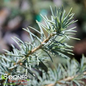 Cedrus deodara 'Electra Blue'