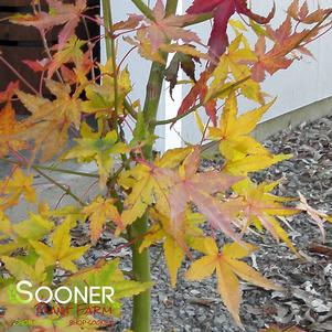 Acer palmatum 'Calico'