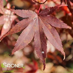 Acer palmatum 'Rhode Island Red'