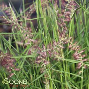 Pennisetum orientale 'Karley Rose'