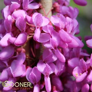 Cercis chinensis 'Bubblegum'