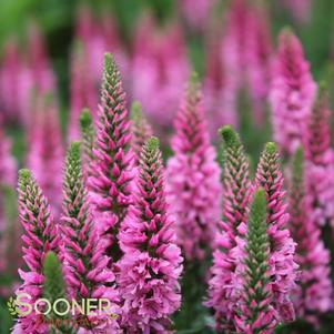 Veronica x 'Aspire'