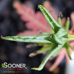 Acer palmatum 'Kurui Jishi'