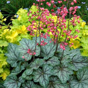Heuchera x 'Peppermint Spice'