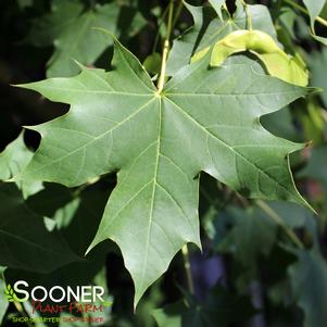 Acer truncatum x platanoides 'Keithsform'