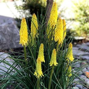 Kniphofia x 'Poco Yellow'
