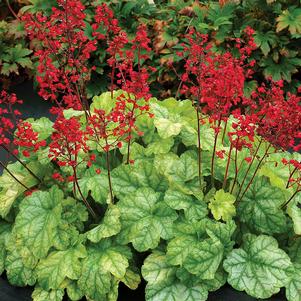 Heuchera x 'Tokyo'