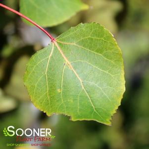 Populus tremuloides 'Quaking Aspen'