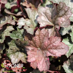 Heuchera x 'Stainless Steel'