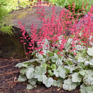 Heuchera x 'Spearmint'
