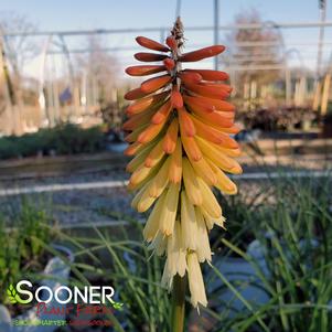Kniphofia x 'Hot and Cold'