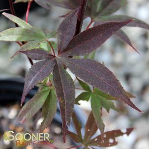 Acer palmatum 'Nuresagi'