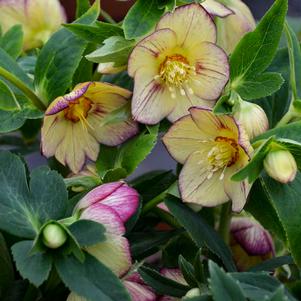 Helleborus x 'Tropical Sunset'