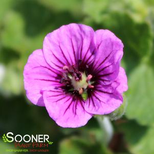 Geranium x 'Perfect Storm'