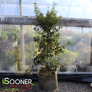 Ilex decidua 'Finch's Gold'