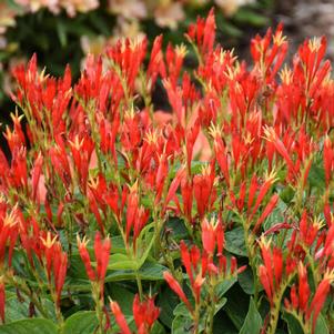 Spigelia marilandica 'Ragin Cajun'