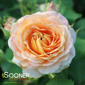 Rosa x 'WEKpupmobalip'