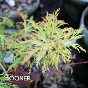 Acer japonicum 'Fairy Lights'