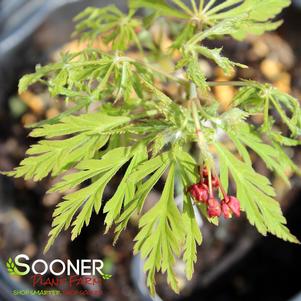 Acer palmatum dissectum 'Germaine's Gyration'
