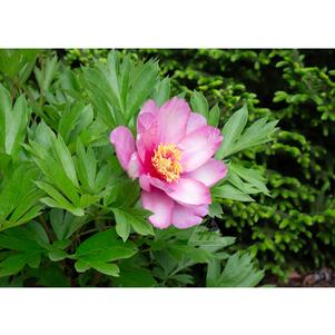 Paeonia x 'Pink Double Dandy'
