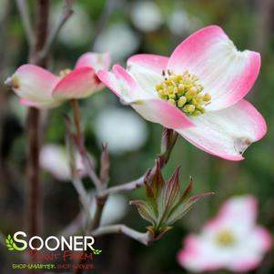 Cornus florida ''