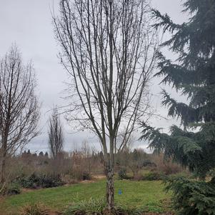 Carpinus koreana 'Model Rocket'