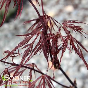 Acer palmatum dissectum 'English Lace'