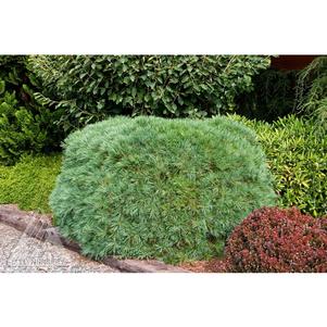 Pinus strobus 'Blue Shag'