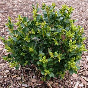 Buxus microphylla 'NSBBL'