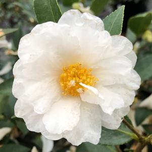 Camellia x 'FARROWCJWD'
