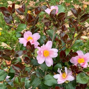 Camellia x 'FARROWCJRF'